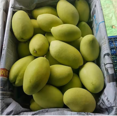 Mango Exporter 25 Days Shelf Life Sea Shipment UAE