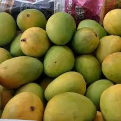 Mango Supplier For UAE Importers Bulk Alphonso Export