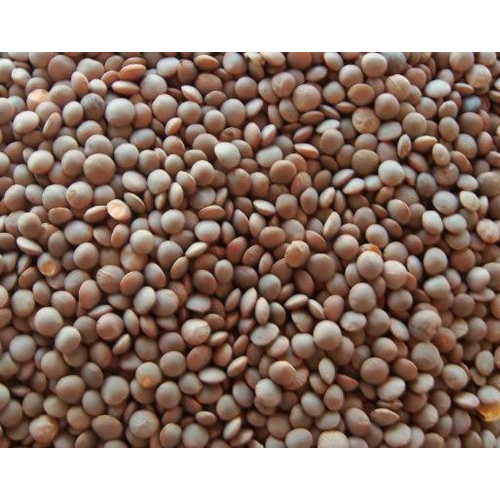 Masoor Whole Lentil Exporter