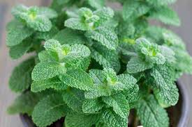 Mint Local Varieties