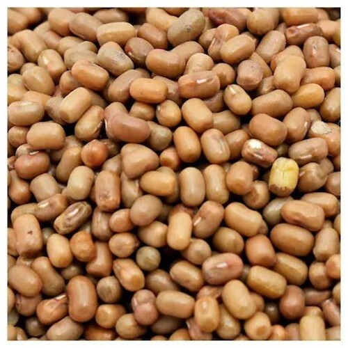 Moth Bean Bulk Export Supplier