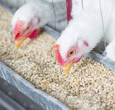 Nutrient-Rich Poultry Feed