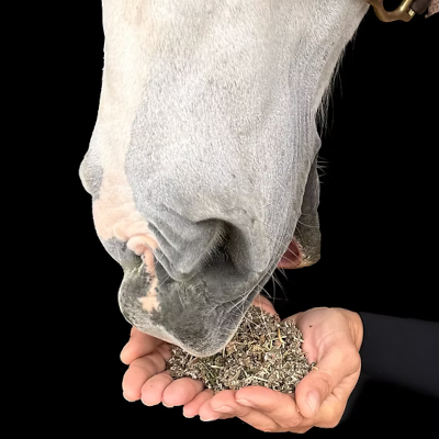 Nutritious Horse Feed