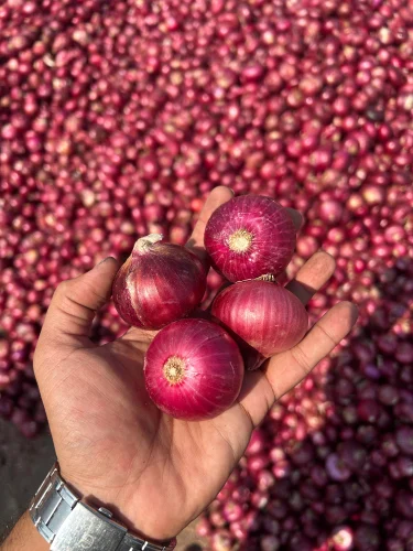 Onion Exporter Size Graded 45mm To 55mm Bulk Supply