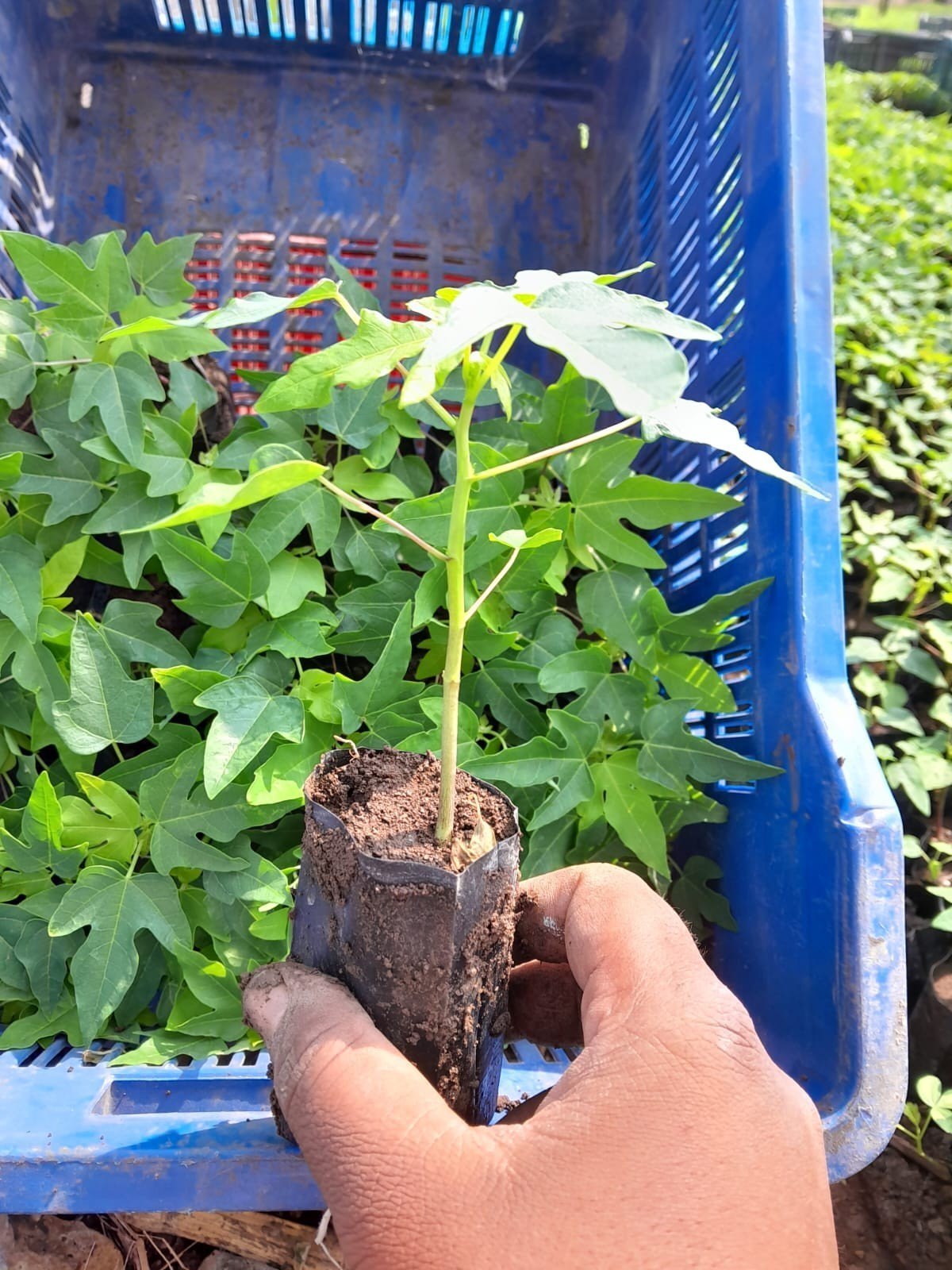 OP Papaya Seedlings