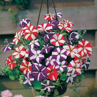 OP Petunia Seeds