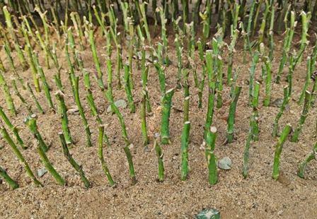 OP Rose Cuttings