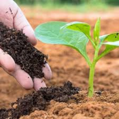 Organic Manures (Vermicompost)