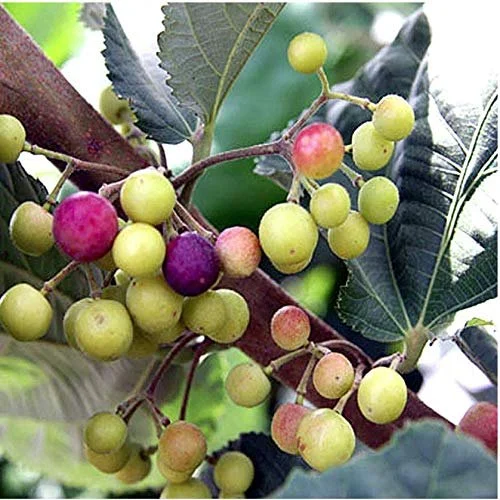 Phalsa Plants