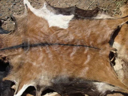 Pickled Goat Skins Leather Industry Supply