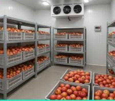 Pomegranate Exporter Controlled Atmosphere Storage Supply