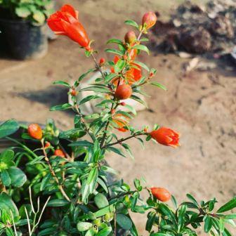 Pomegranate OP Plants