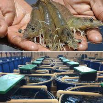 Prawn Farming RAS
