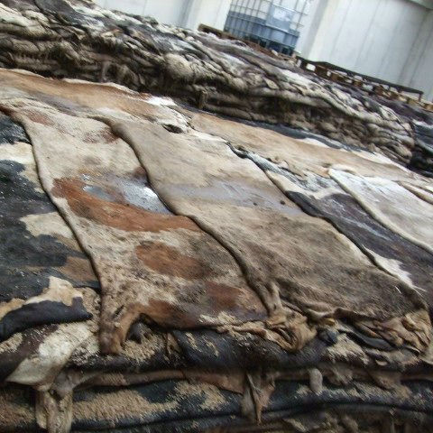 Raw Cattle Hides Fresh Salted Bulk Export