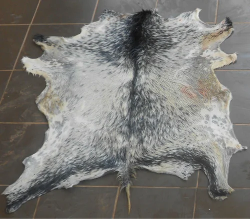 Raw Goat Skins Salted Bulk Supply