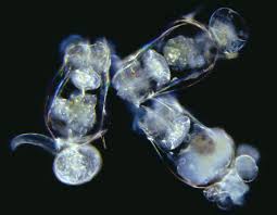 Rotifer Cultures