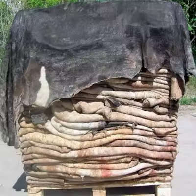 Salted Camel Hides Bulk Export