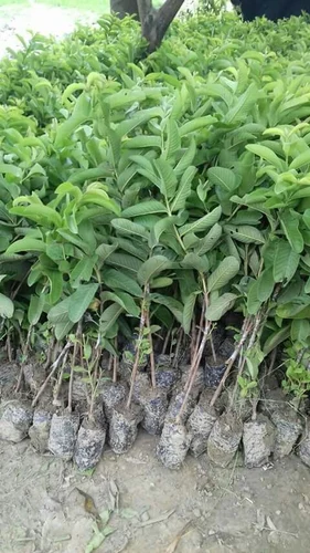 Seedling Guava Plants