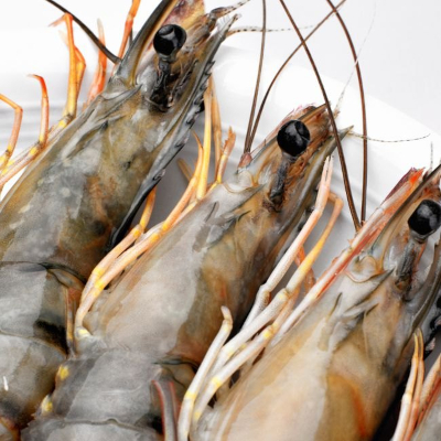 Shrimp Probiotics