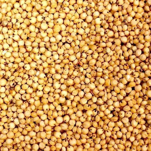 Sorghum Local Seeds