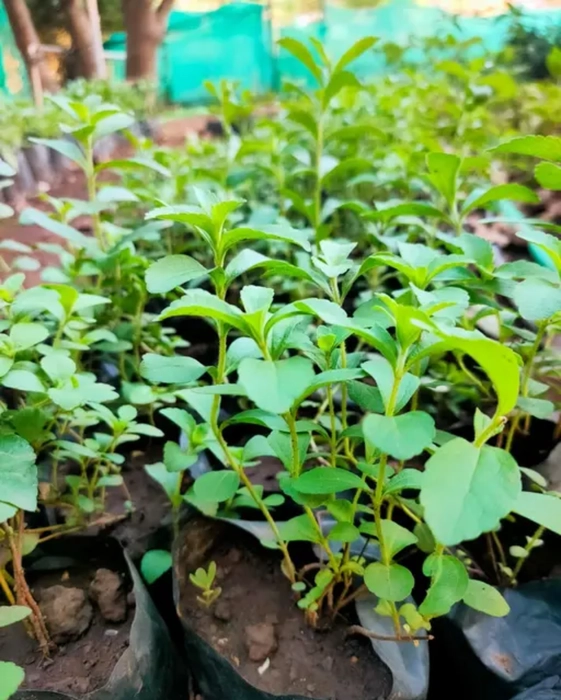 Stevia Plants