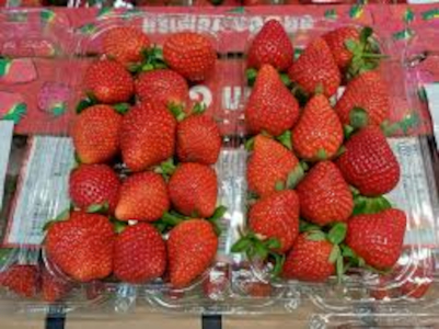 Strawberry Exporter Air Freight High Freshness Europe