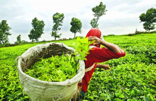 Tea Exporter in India