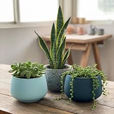 Terracotta Planter Supplier UK