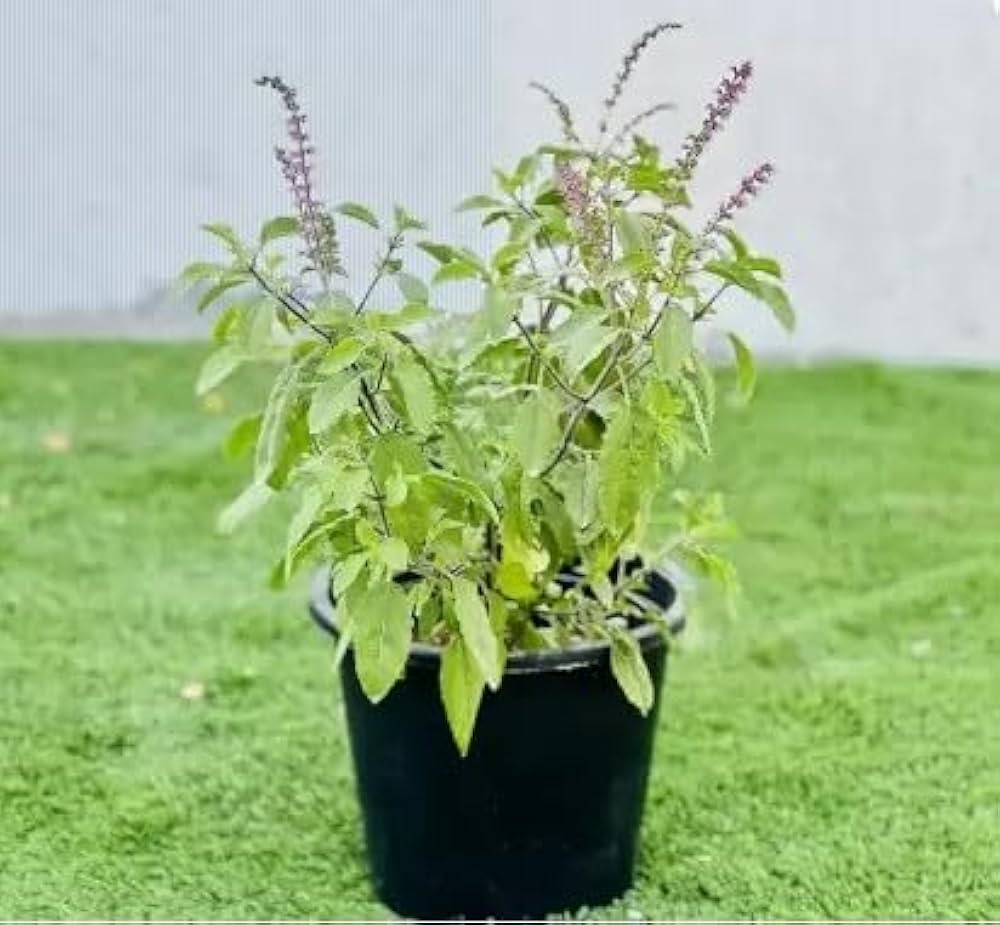 Tulsi (Holy Basil) Plants