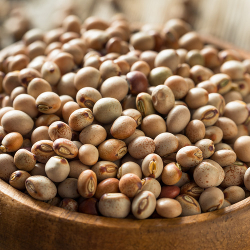 Tur Pigeon Pea Exporter