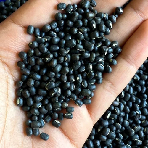 Urad Whole Export Supplier