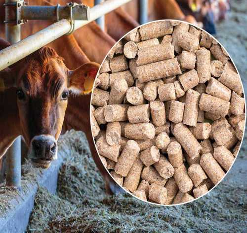 Vegetarian Cattle Feed