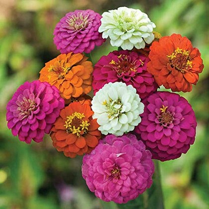 Zinnia Desi Varieties